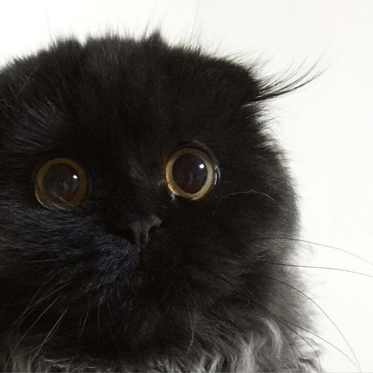 Кот с гипнотическими глазами покорил интернет