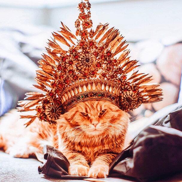 Кот по кличке Котлета снялся в забавной "королевской" фотосесии
