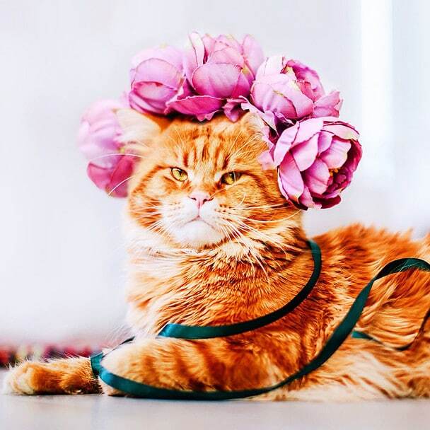 Кот по кличке Котлета снялся в забавной "королевской" фотосесии