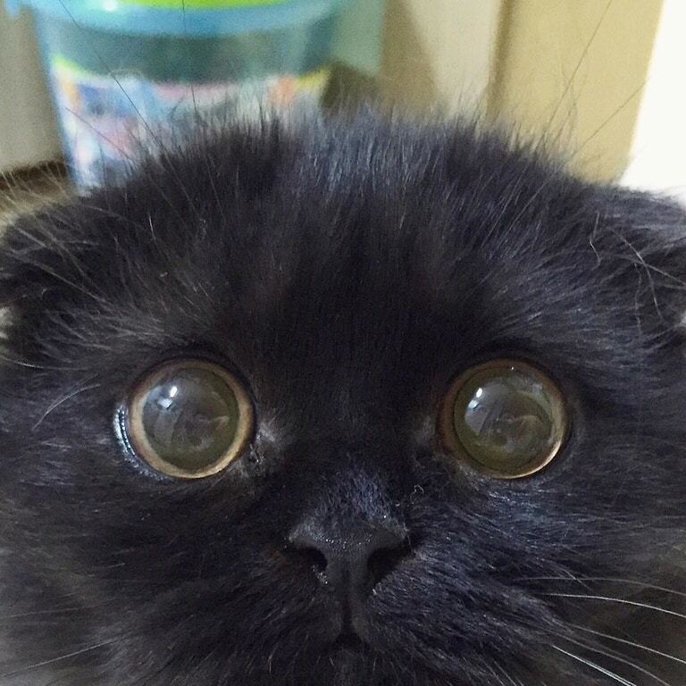 Кот с гипнотическими глазами покорил интернет