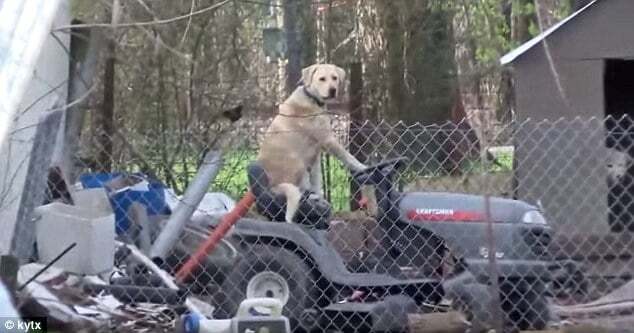Собака за рулем газонокосилки сорвала репортаж о торнадо: опубликовано видео