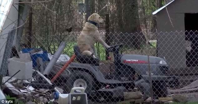 Собака за рулем газонокосилки сорвала репортаж о торнадо