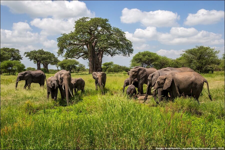 Национальный парк Тарангире: поразительные фото из царства слонов в Танзании