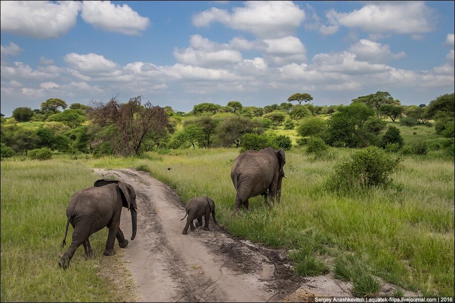 Национальный парк Тарангире: поразительные фото из царства слонов в Танзании