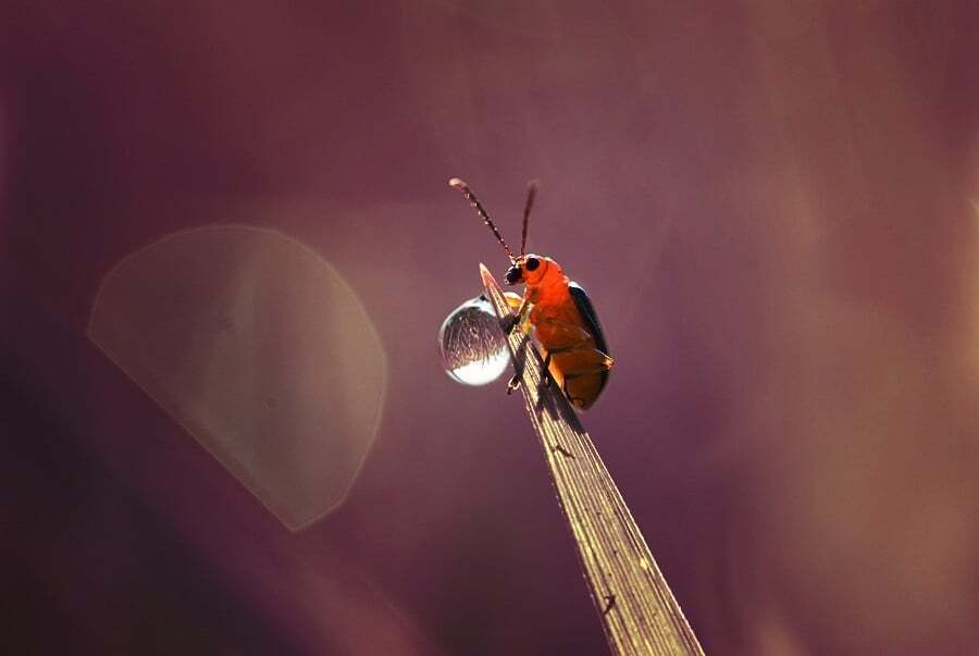 Потрясающие макрофотографии насекомых Индонезии
