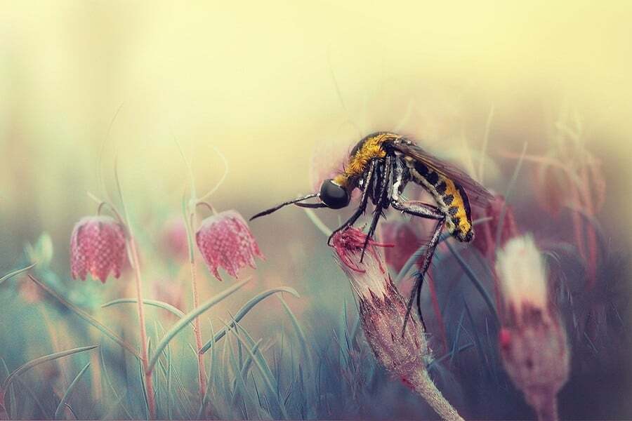 Потрясающие макрофотографии насекомых Индонезии