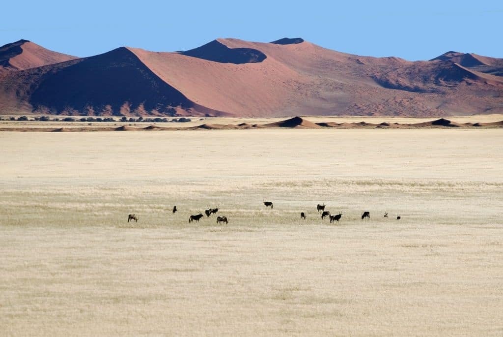 Берег скелетов: удивительный парк на побережье Намибии
