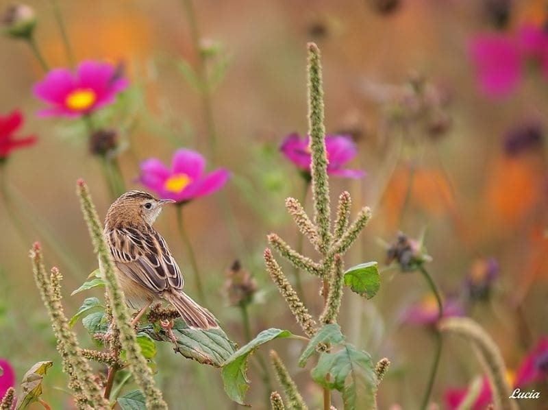 Птицы и весенние цветы: невероятно красивые фото