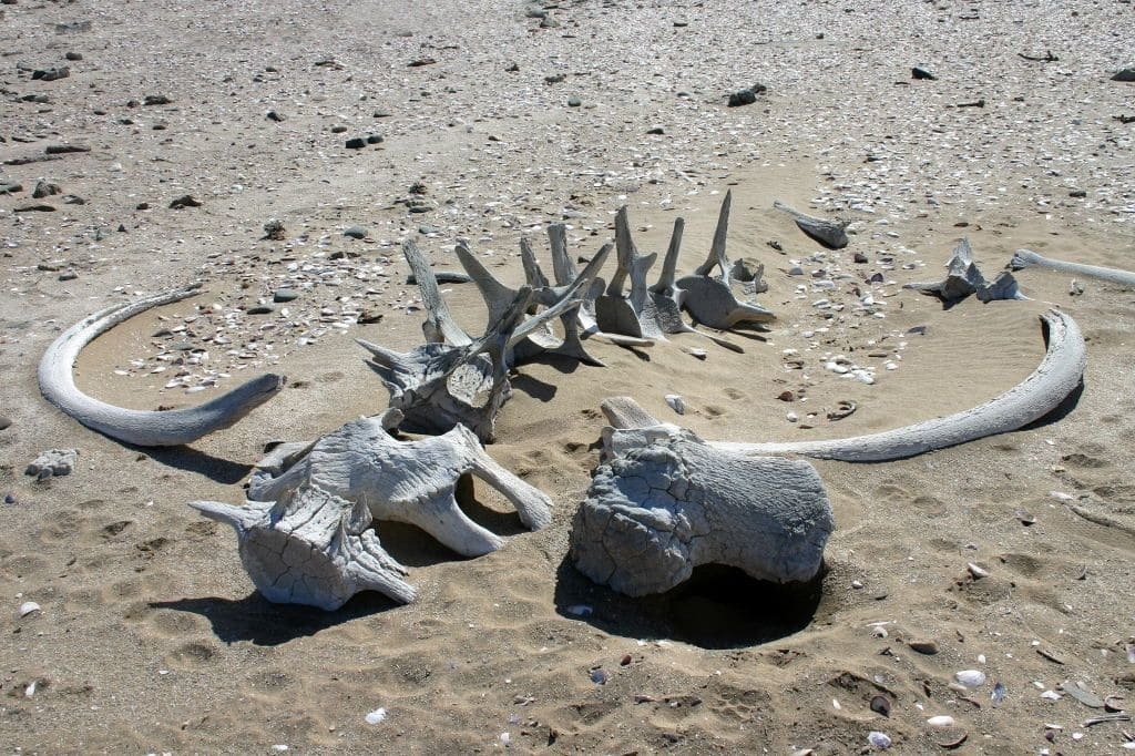 Берег скелетов: удивительный парк на побережье Намибии