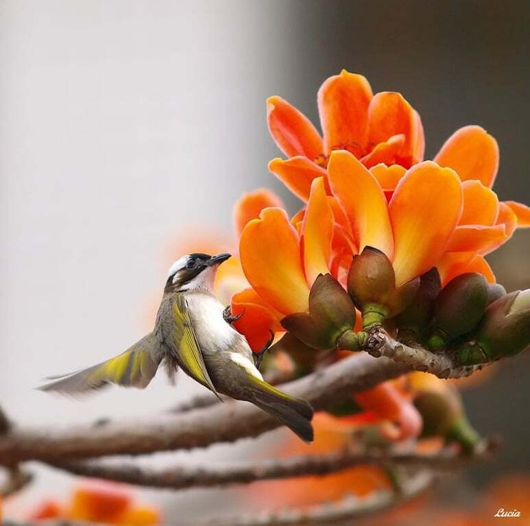 Птицы и весенние цветы: невероятно красивые фото