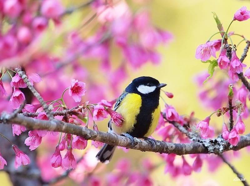 Весна Птицы Фото