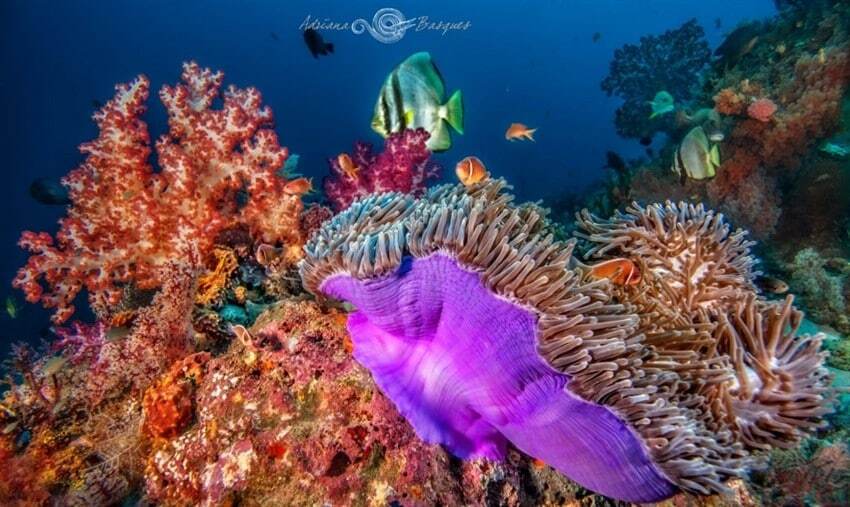 Удивительный подводный мир: красочные фото коралловых рифов