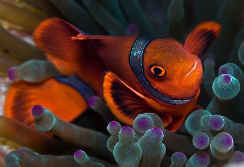 Удивительный подводный мир: красочные фото коралловых рифов