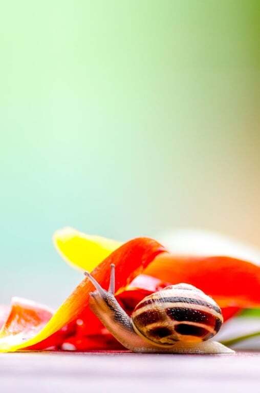 Удивительные создания: красивые фото из жизни улиток