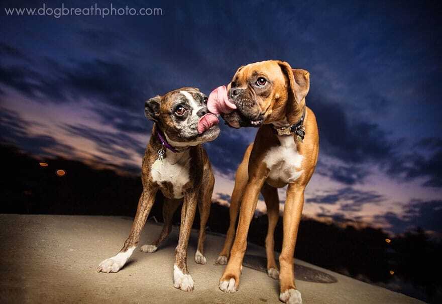 Друзья человека: необычные и веселые фото собак