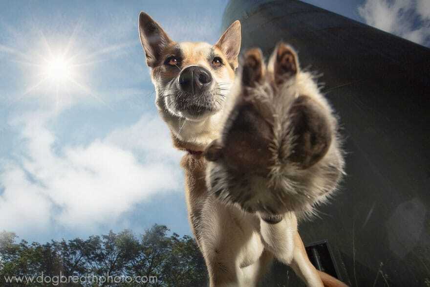 Друзья человека: необычные и веселые фото собак
