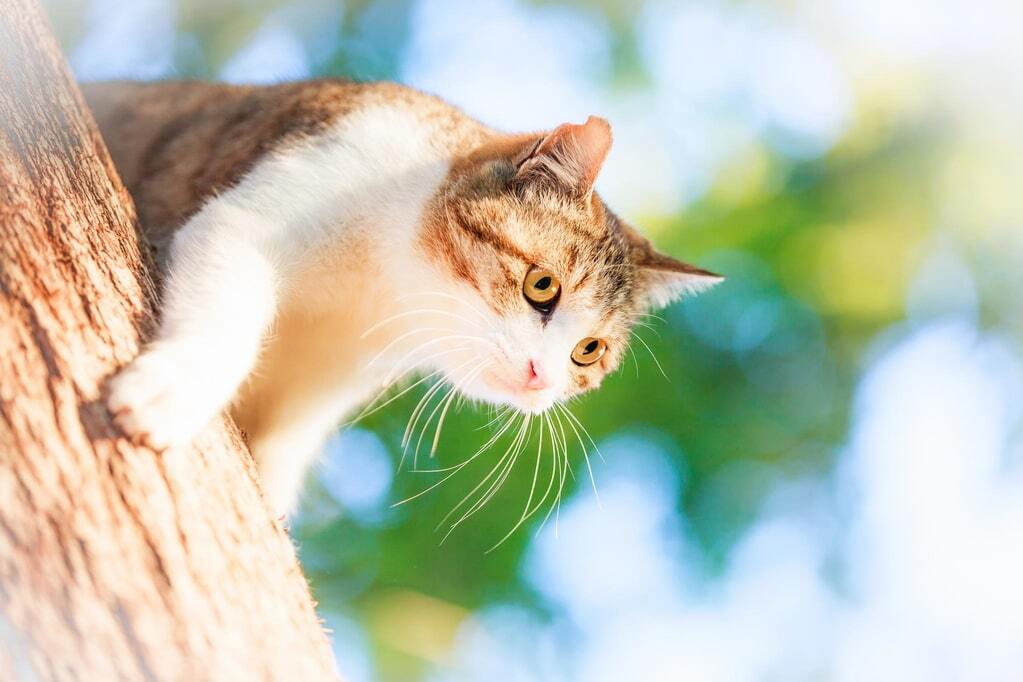 Доза позитива: атмосферные фотографии кошек в солнечном свете
