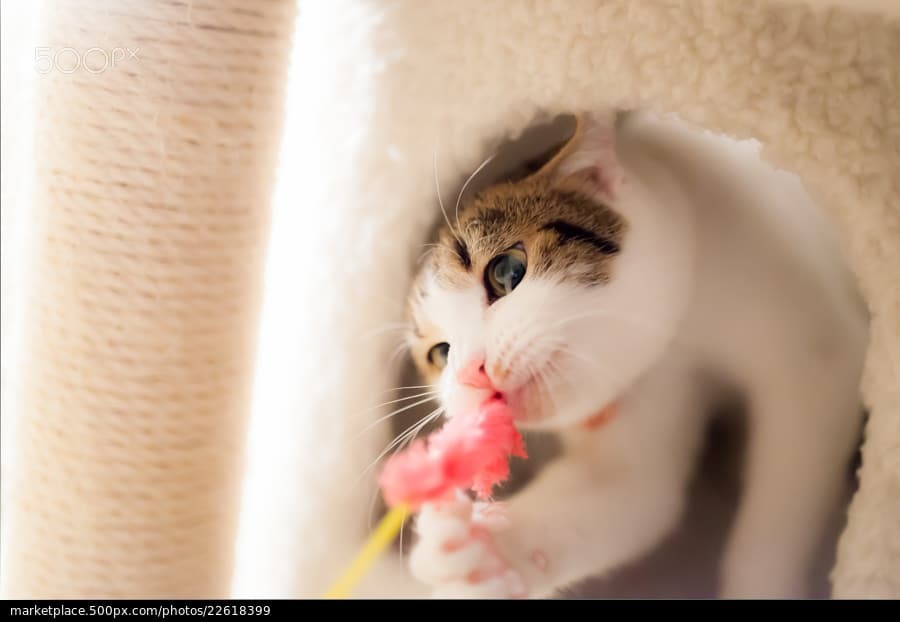 Доза позитива: атмосферные фотографии кошек в солнечном свете