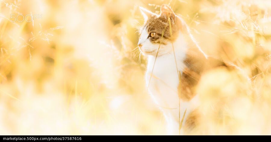 Доза позитива: атмосферные фотографии кошек в солнечном свете