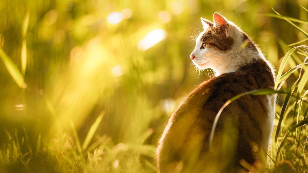 Доза позитива: атмосферные фотографии кошек в солнечном свете