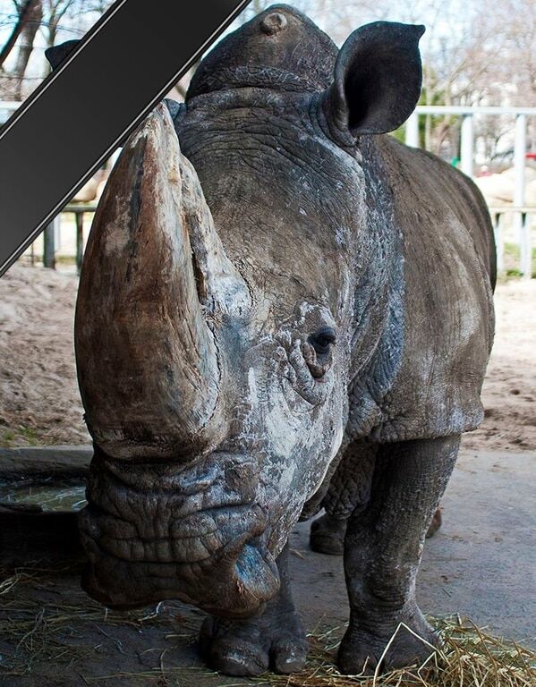 Неотвратимая болезнь: в киевском зоопарке умерла уникальная самка носорога