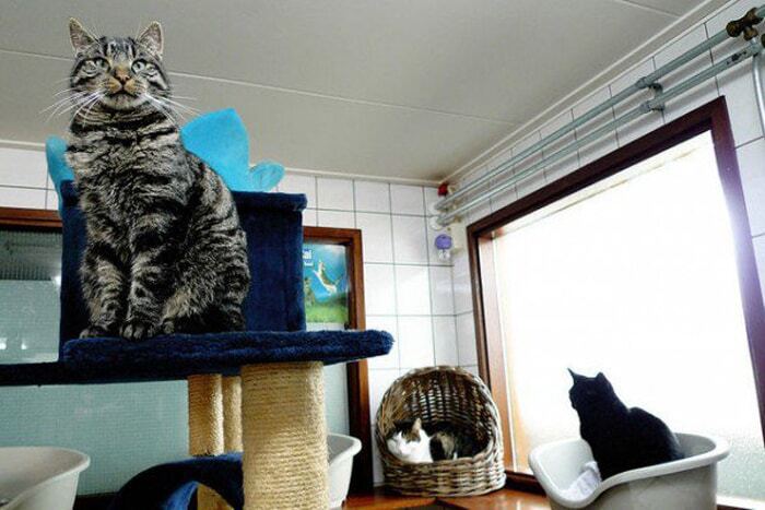 Коты Амстердама: фото милых животных, живущих в одной лодке
