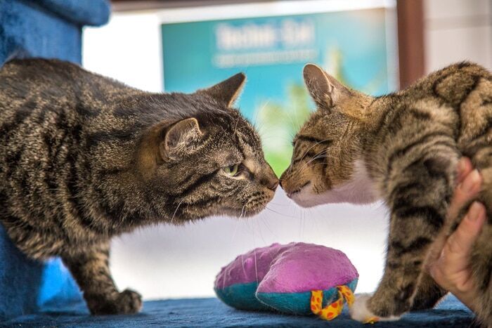 Коты Амстердама: фото милых животных, живущих в одной лодке