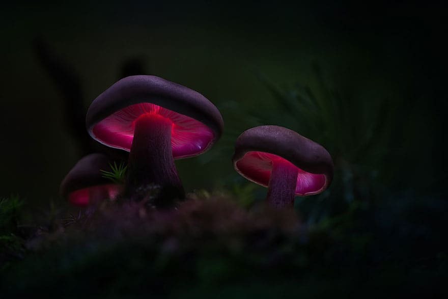 Сказочные снимки светящихся грибов от немецкого фотографа
