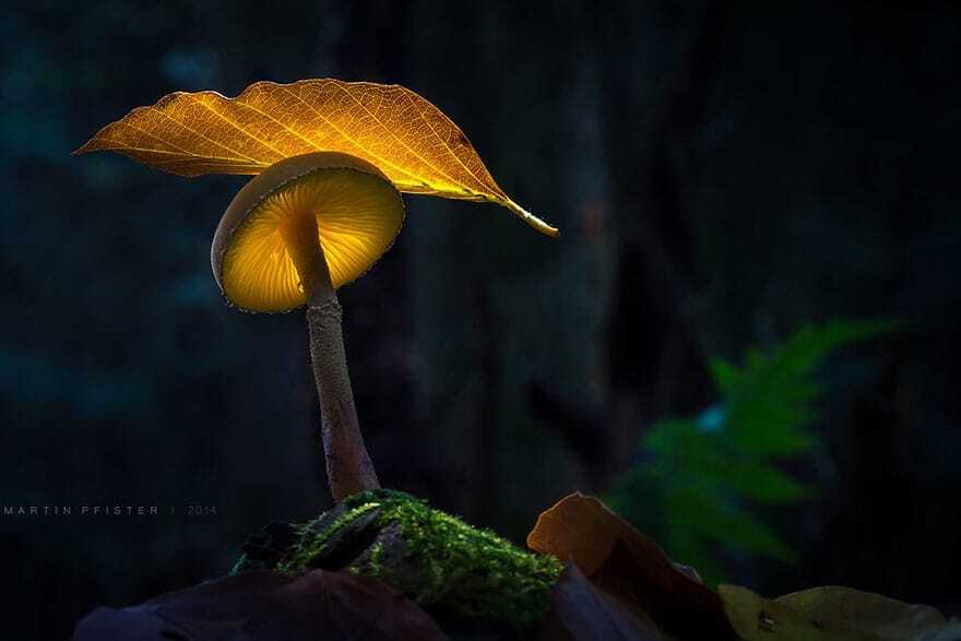 Сказочные снимки светящихся грибов от немецкого фотографа