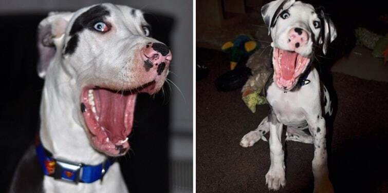 Собака с "резиновой" мордочкой стала звездой Instagram