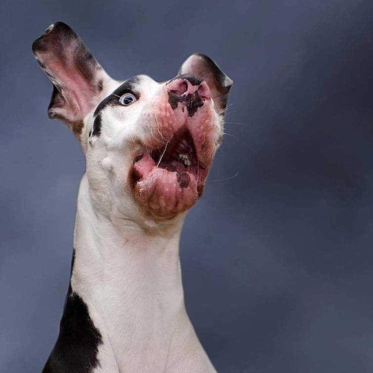 Собака с "резиновой" мордочкой стала звездой Instagram