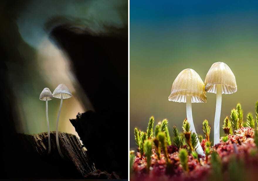 Сказочные снимки светящихся грибов от немецкого фотографа