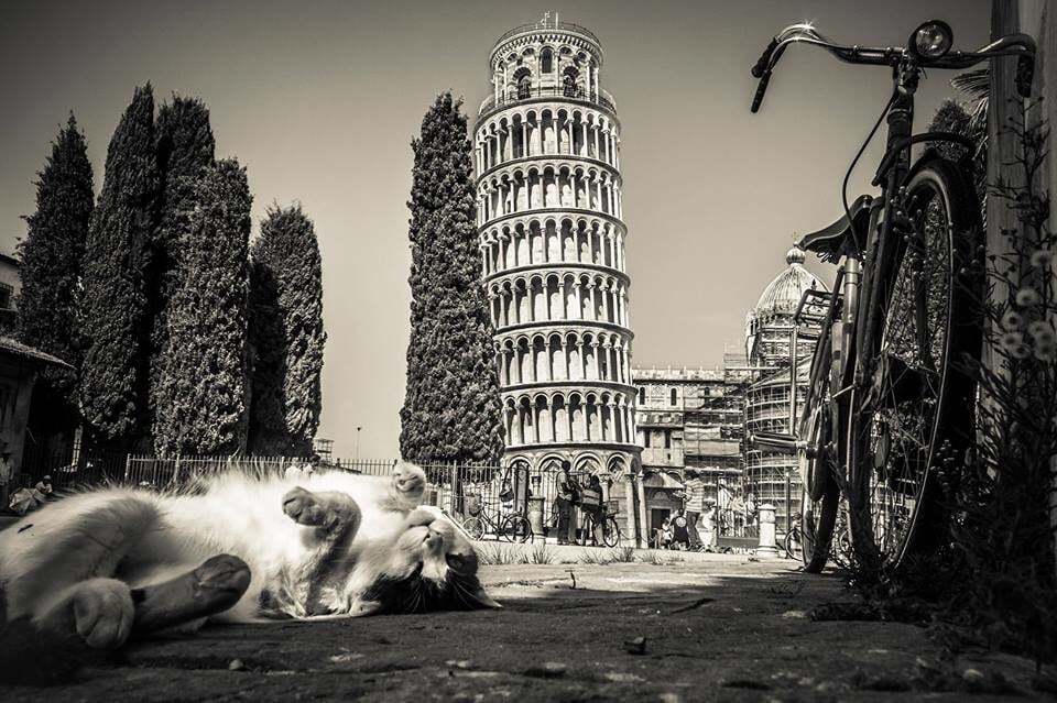 Коты Италии: фото животных на солнечных улицах