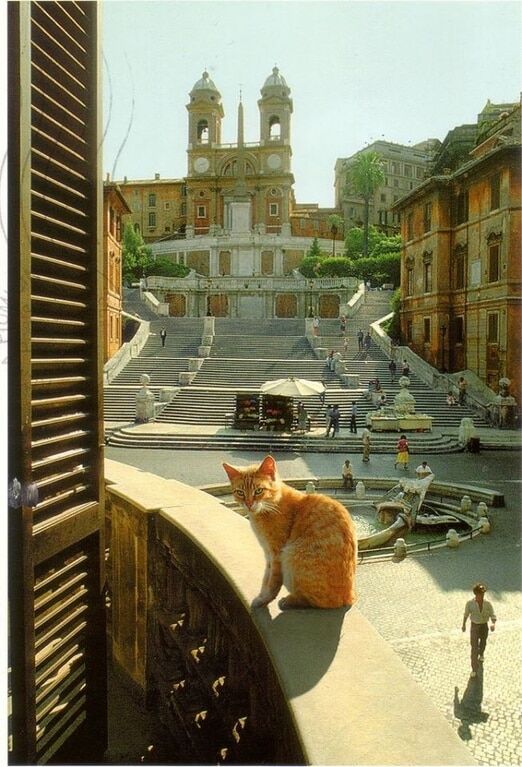 Коты Италии: фото животных на солнечных улицах