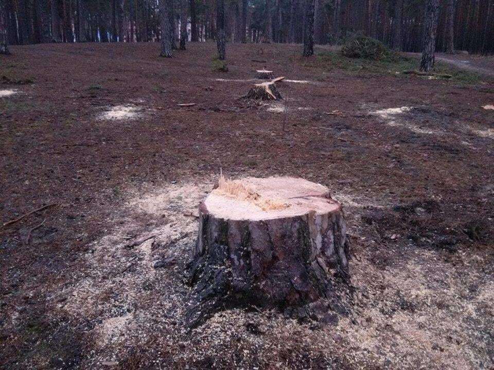 В Ірпені забудовник вирубив столітні сосни в парку, жителі готують акцію протесту