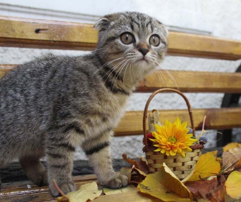 Сила аромата: милые фото кошек, которые нюхают цветы