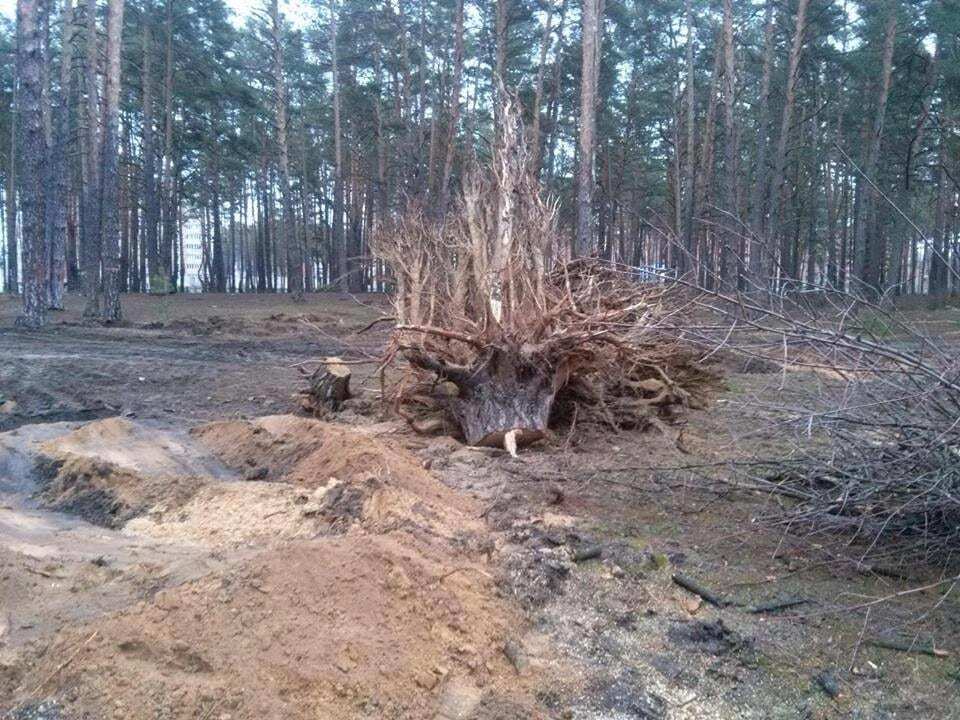 В Ірпені забудовник вирубив столітні сосни в парку, жителі готують акцію протесту