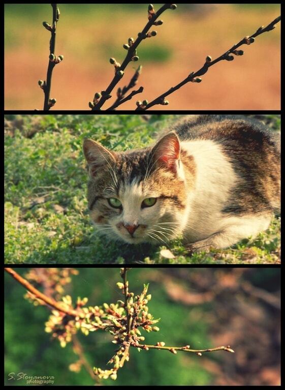 Сила аромата: милые фото кошек, которые нюхают цветы