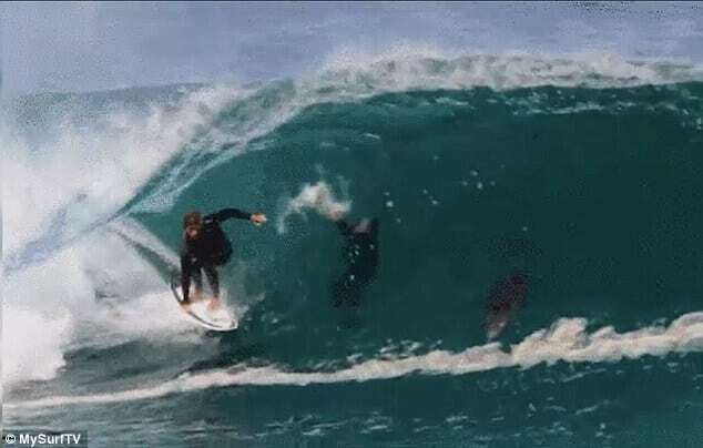В Австралії дельфін підкорив хвилю разом із серфером: опубліковано відео