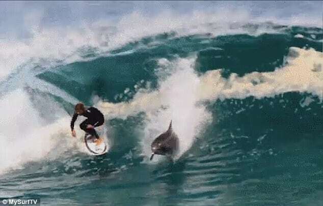 В Австралии дельфин покорил волну вместе с серфером: опубликовано видео