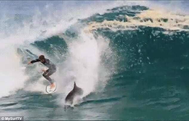 В Австралии дельфин покорил волну вместе с серфером: опубликовано видео