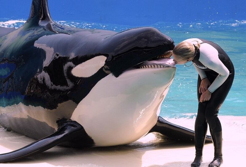 Как живет самый одинокий кит в мире: опубликовано видео