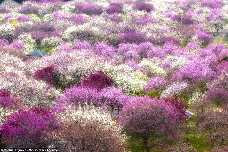 В Японии и Южной Корее зацвела сакура: потрясающие фото розового великолепия