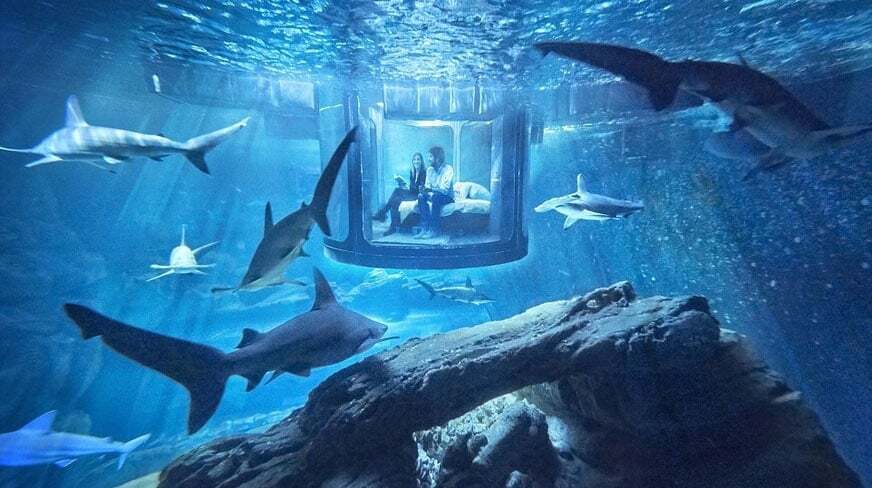 Океанариум Парижа предложил отдыхающим переночевать в окружении акул