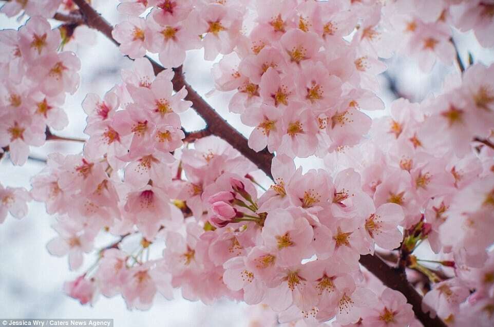 В Японии и Южной Корее зацвела сакура: потрясающие фото розового великолепия