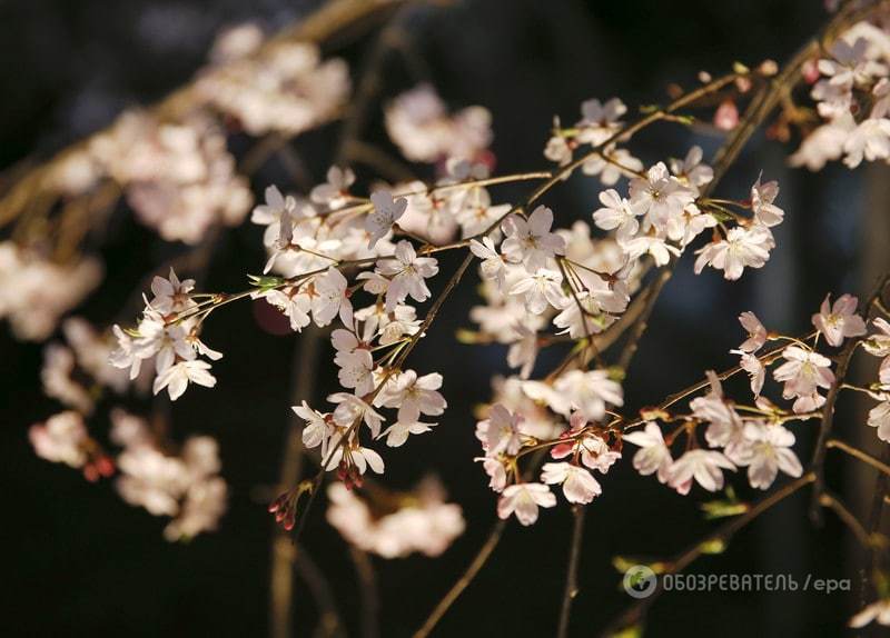 В Японии и Южной Корее зацвела сакура: потрясающие фото розового великолепия