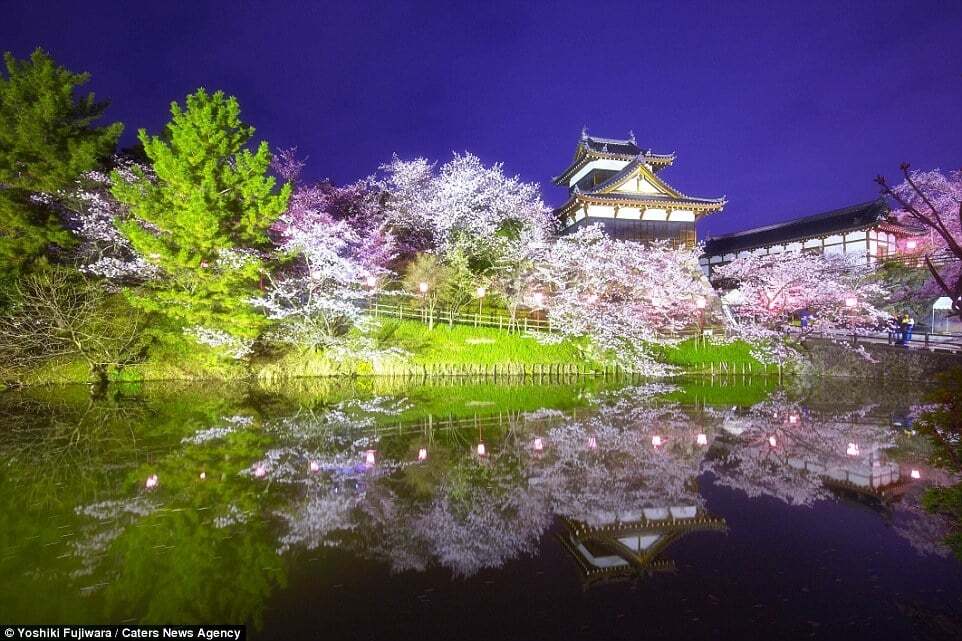 В Японии и Южной Корее зацвела сакура: потрясающие фото розового великолепия
