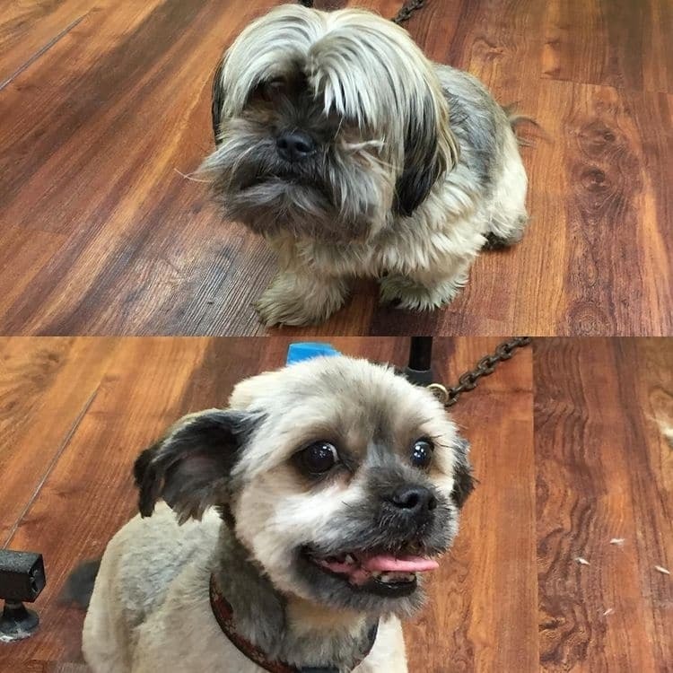 Экс-бизнесмен показал, как помочь собакам из приюта обрести дом