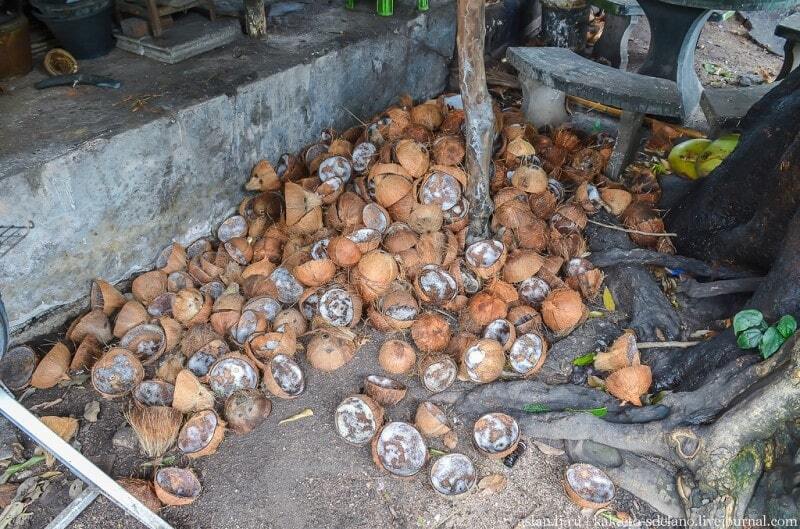Путешествие в Таиланд: как добывают знаменитое кокосовое молоко