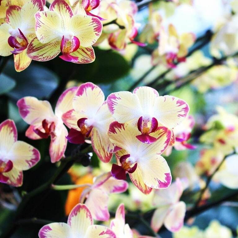 Опубликованы красочные фотографии с фестиваля орхидей в Лондоне